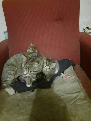 Кошка и котята ищут хозяев