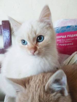 Котенок ищет дом